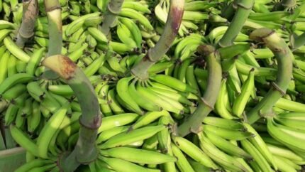 Pacha Ethakka (Raw Banana)